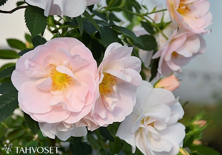 Rosa 'ZLEEltonStrack